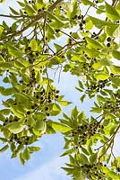 Broussonetia papyrifera - Paper mulberry