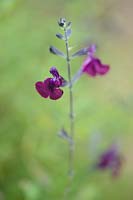 Salvia x jamensis 'Nachtvlinder'