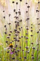 Seedheads of Phlomis tuberosa 'Amazone' - Jerusalem sage with fluffy Calamagrostis brachytricha - Korean feather reed grass