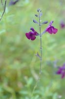 Salvia x jamensis 'Nachtvlinder'