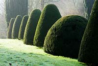 Clipped Taxus in the Canal Garden, Mapperton, Dorset. 