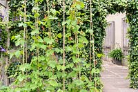 Runner beans climb bamboo canes with ivy clad trellis, Wiltshire, England, UK