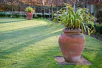 Urns containing Phormium tenax 'Yellow Wave' on a winter's morning at The Down House, Hampshire. 