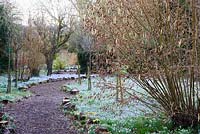 A path through winter borders of naturalised Crocus tommasinianus at The Down House, Hampshire. 