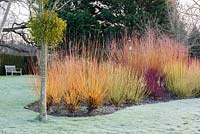 A winter bed of brightly coloured Cornus - Dogwood.