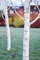 Betula utilis var. jacquemontii - White Stemmed Birches - The Down House, Hampshire, UK