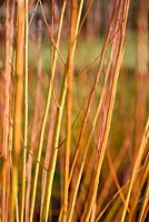 Salix alba var. vitellina 'Britzensis' - Willow