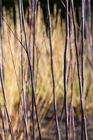 Salix daphnoides - Willow