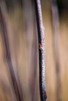 Salix daphnoides - Willow