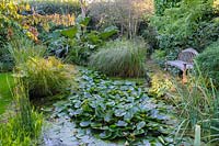 Garden pond with water lilies and mixed green foliage of grasses and ferns - Shropshire, UK