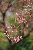 Sorbus rosea 'Rosiness'