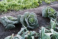 Savoy Cabbage 'Winterfurst 2' with Leek 'Bandit' in vegetable bed. 