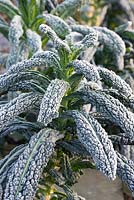 Cavolo Nero - Tuscan or Black Kale covered in frost
