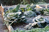 Raised bed with Savoy Cabbage 'Winterfurst 2'