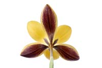 Crocus angustifolius  'Bronze Beauty'   AGM  Syn.  Crocus chrysanthus