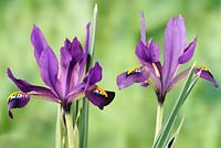 Iris  'Scent Sational'  Reticulata