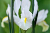 Iris  'White Caucasus'  Reticulata  