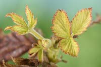 Rubus fruticosus  'Dart's Black Cascade'  Blackberry  Syn.  'Black Cascade'  