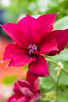 Clematis 'Nubia', New for 2018 Thorncroft - RHS Chelsea Flower Show, 2018