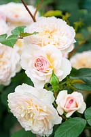 Rosa 'Emily Bronte', Austin Roses - RHS Chelsea Flower Show, 2018 -New Variety 2018