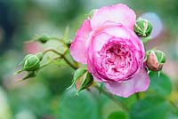 Rosa 'The Mill On The Floss' - Austin Roses - RHS Chelsea Flower Show 2018 - New Variety 2018