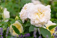 Rosa 'Eirene' - New for 2018 - Fryer's Roses - RHS Hampton Flower Show 2018