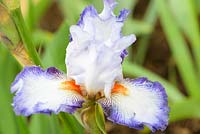 Iris cayeux 'Chic Famille' - New for 2018 - RHS Chelsea Flower Show 2018