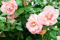 Rosa 'Fragrant Celebration' - RHS Chelsea Flower Show, 2018 -New Variety 2018 - Peter Beales Roses