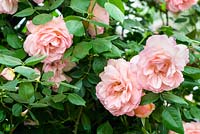 Rosa 'Fragrant Celebration' - RHS Chelsea Flower Show 2018 - New Variety 2018 - Peter Beales Roses