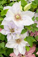 Clematis 'Tranquilite' - Raymond Evison - New for 2018 - RHS Chelsea Flower Show, 2018