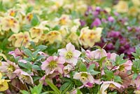 Helleborus x hybridus - Ashwood Garden Hybrids - RHS Chelsea Flower Show 2018