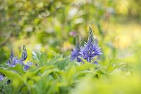 Camassia leichtlinii - Camas Quamash - Wild Hyacinth 