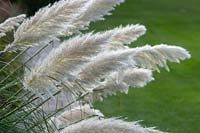 Cortaderia selloana 'Pumila' - Pampas grass, Surrey, England, UK