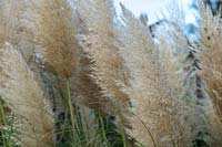 Cortaderia selloana 'Pumila' - Pampas grass 