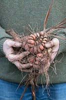 Crocosmia lucifer - Gardener with dug up Montbretia 'Lucifer' corms