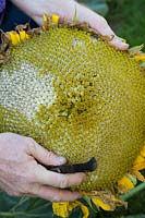 Helianthus annuus - Saving Sunflower 'Titan' seeds. Oxfordshire, England, UK