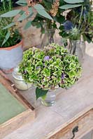 Hydrangea macrophylla - Mophead Hydrangea posy on a wooden table 