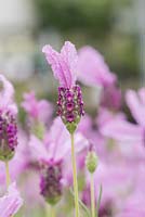Lavandula stoechas Spring break princess - French lavender 