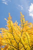 Pseudolarix amabilis - Chinese Golden Larch tree foliage 