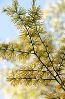 Pseudolarix amabilis - Golden larch tree needles 
