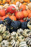 Cucurbita pepo - Pumpkin and squash varieties 