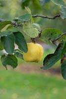 Cydonia oblonga 'Vranja' - Quince 'Vranja' fruit on the tree 