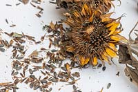Helianthus annuus - Spent Sunflower 'Teddy bear' flower that has gone to seed on a white background 