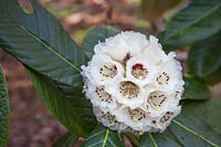 Rhododendron sinogrande 