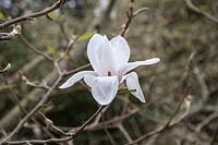 Magnolia 'Albatross'  