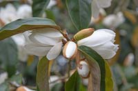Magnolia doltsopa syn. Michelia doltsopa - Michelia yunnanensis - Magnolia dianica