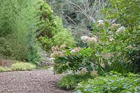 Gravel path with Hydrangea paniculata 'Grandiflora' - Knoll Gardens, UK