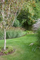 Betula 'Silver Shadow', underplanted with Miscanthus 'Starlight' - Knoll Gardens, UK