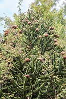Araucaria araucana - Monkey Puzzle Tree
