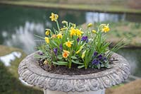 Viola syn. Pansy and miniature Narcissus syn. Daffodil
